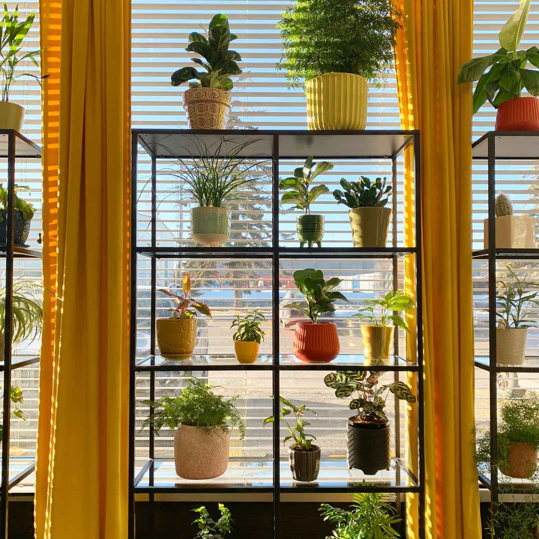 plant shelf